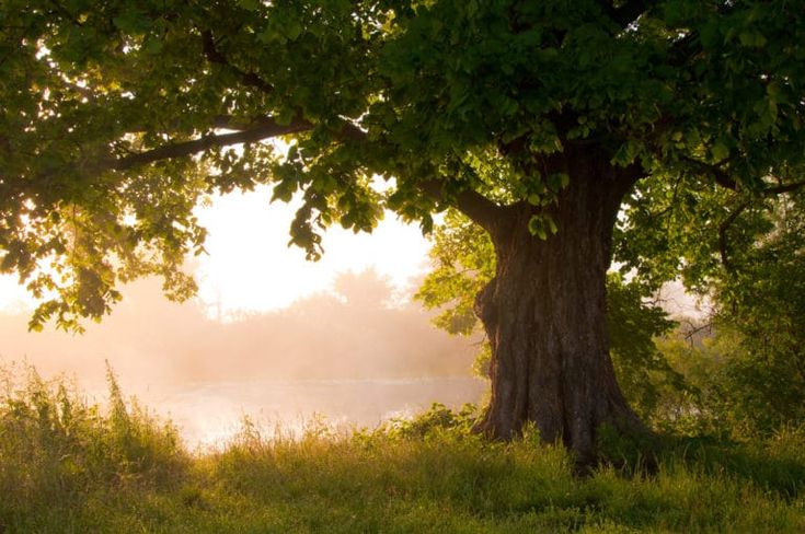 the sun shines through the trees and over the water on a foggy day