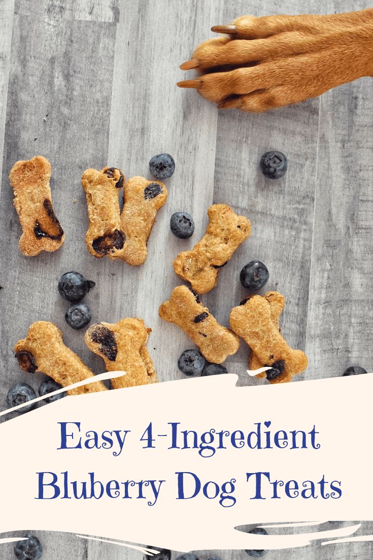 blueberry dog treats on a wooden table with the title easy 4 ingredient blueberry dog treats