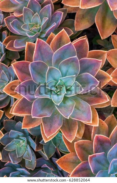 an image of colorful succulents growing in the garden at sunset or sunrise