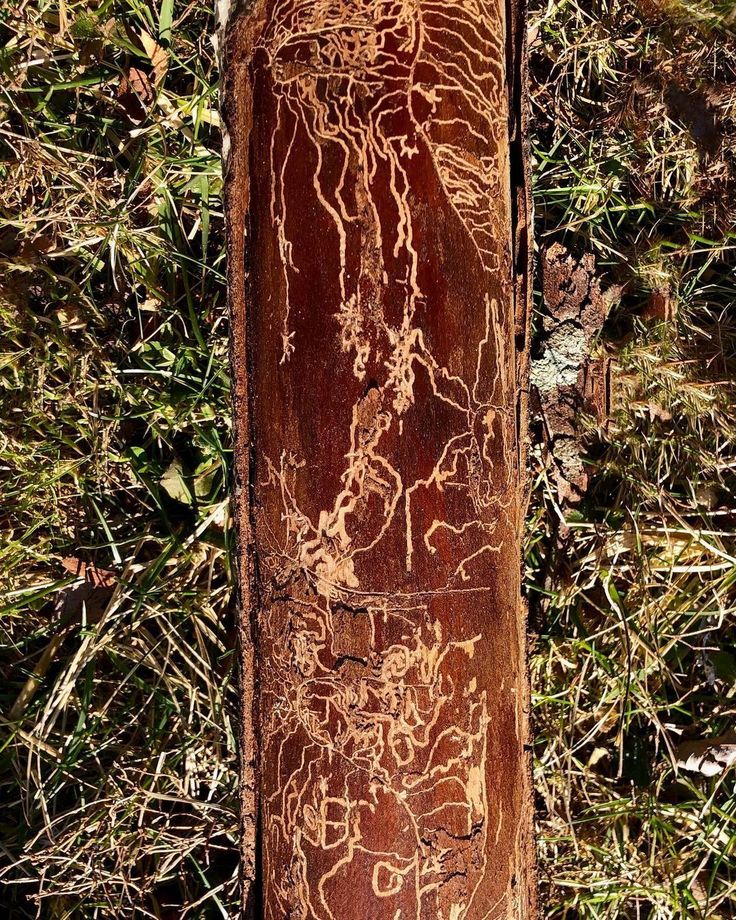 a wooden pole with writing on it in the grass