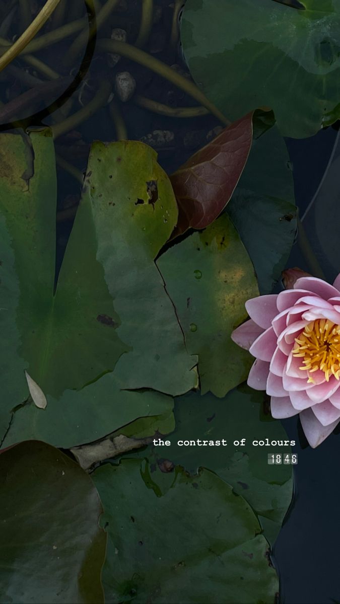 a pink flower sitting in the middle of water surrounded by lily pads and green leaves