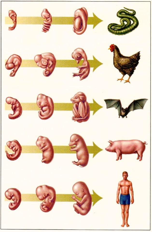 an image of different types of animals and their names on a sheet with arrows pointing to them