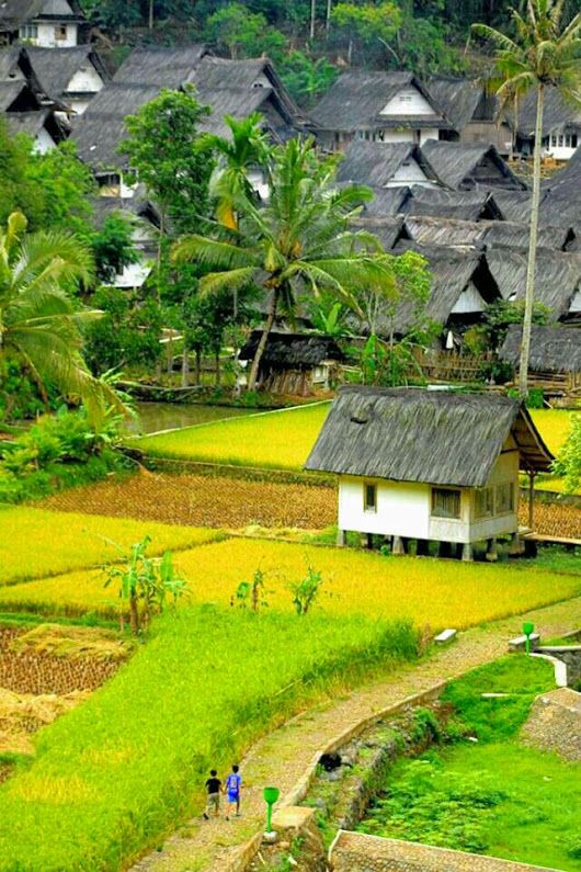 people are walking through the rice fields in front of houses