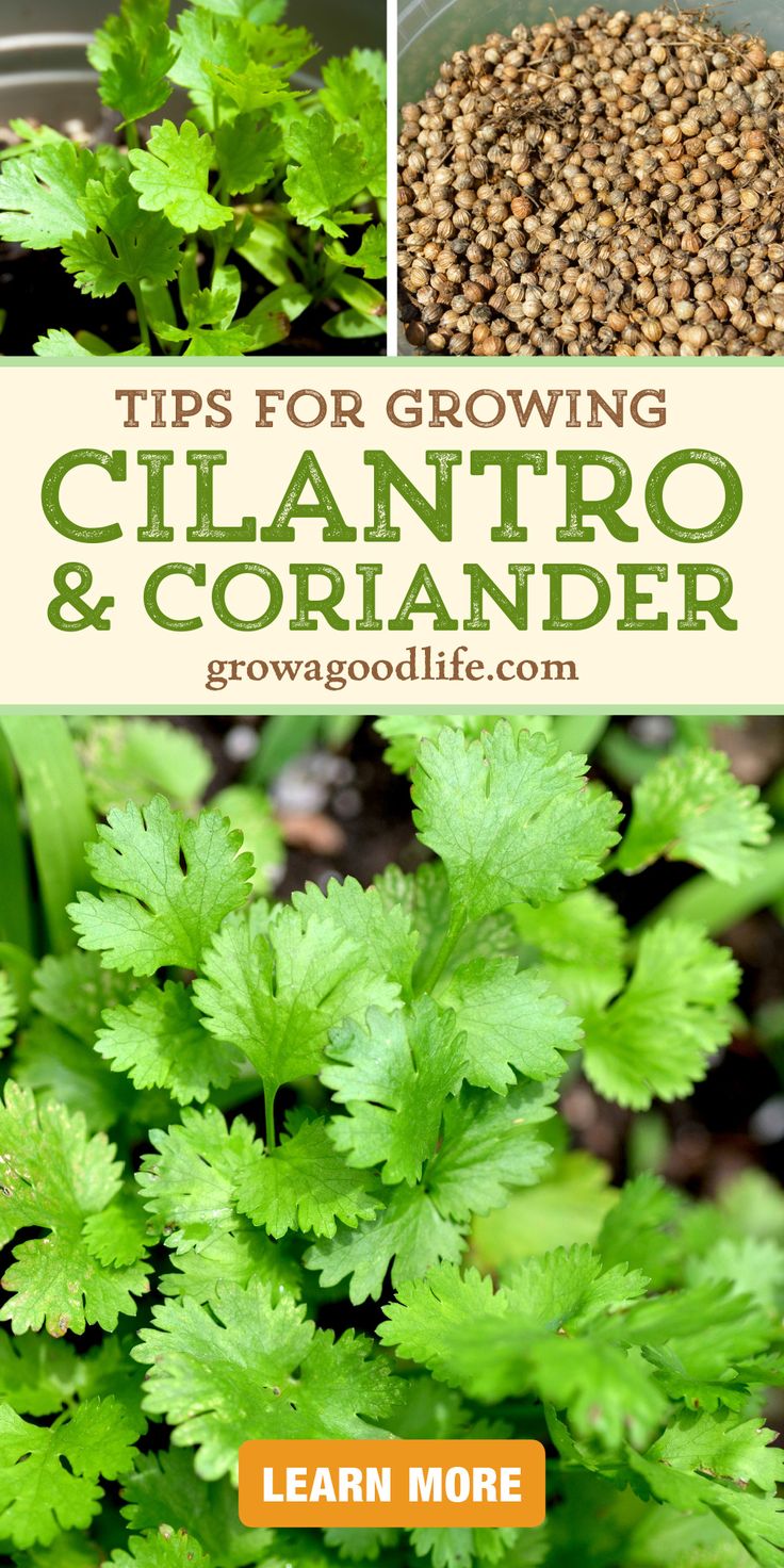 some plants that are growing and the words tips for growing cilantro and coriander