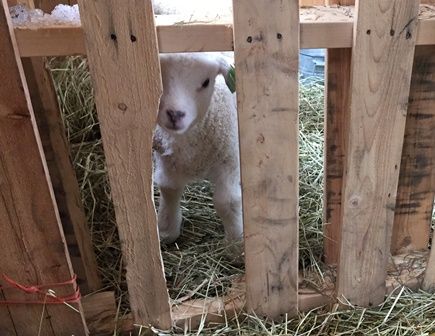 a baby lamb is standing in the hay between two wooden posts, with another sheep behind it