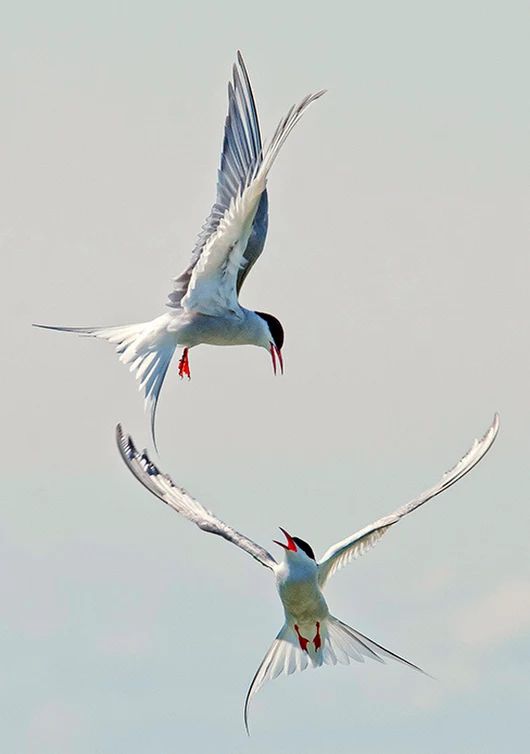 two white birds flying in the sky together