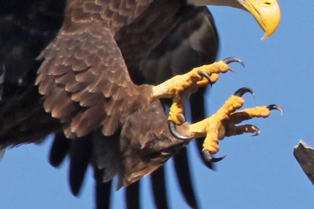 Talons Bird Talons Reference, Talons Bird, Bird Talons, Avian Anatomy, Bird Claws, Traditional Japanese Dragon, Eagle Mask, Dragon Anatomy, Eagle Talon