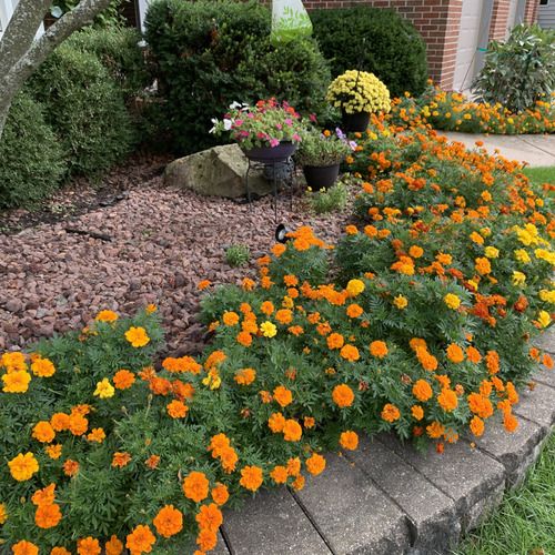 an orange and yellow flower bed in front of a house