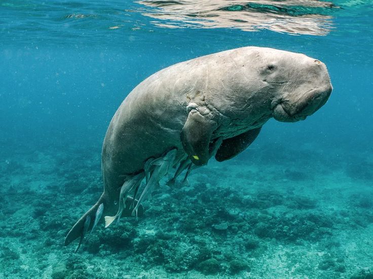 a manass swimming in the ocean with it's mouth open