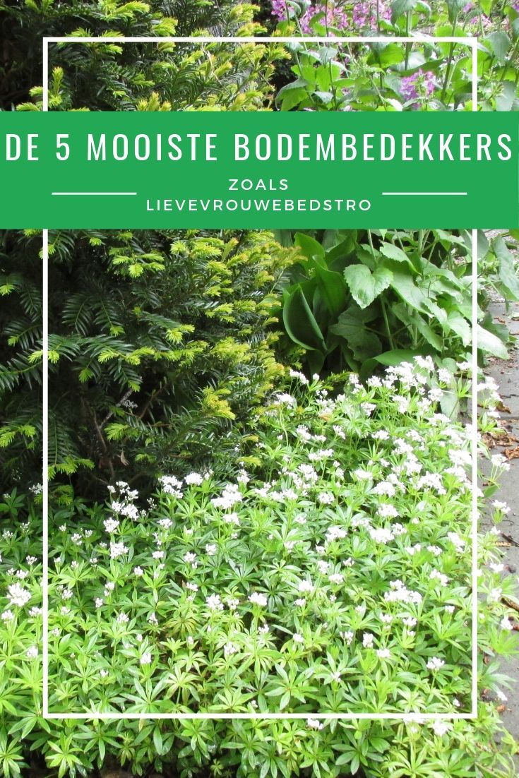 a garden with white flowers and greenery in the background text reads guide 5 mooste bodebeekekers