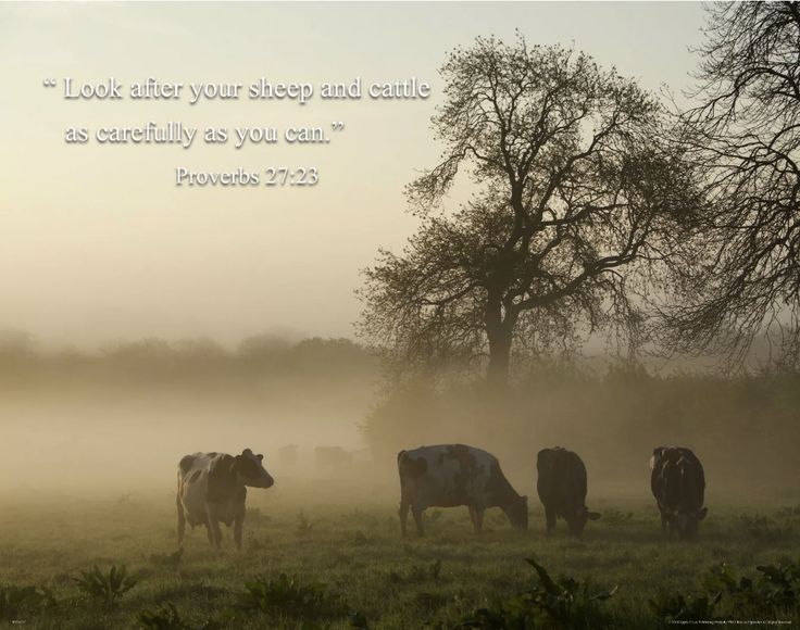 cows grazing in a field on a foggy day with a bible verse written above them