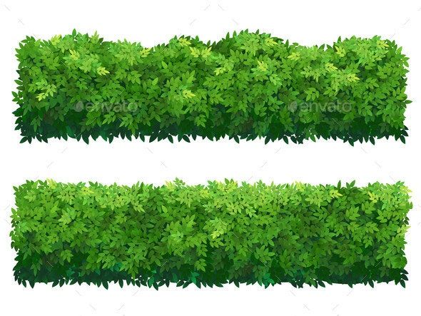 two green bushes with leaves on white background stock photo - 547982