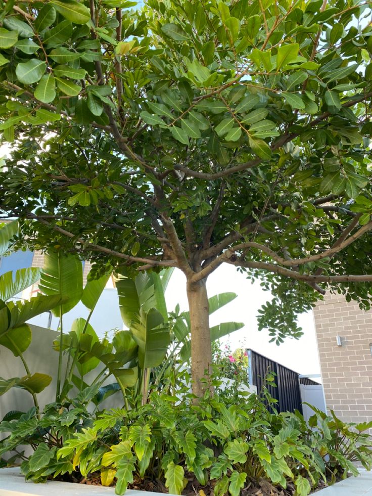 a large tree with lots of green leaves