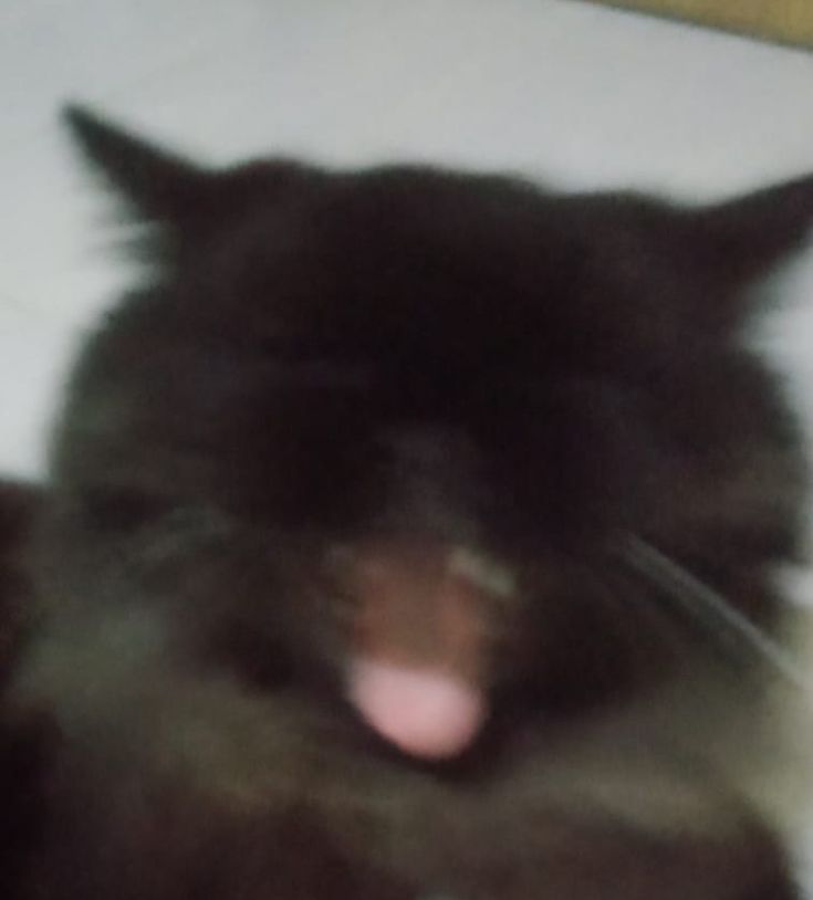 a black cat with it's mouth open and its tongue hanging out looking at the camera