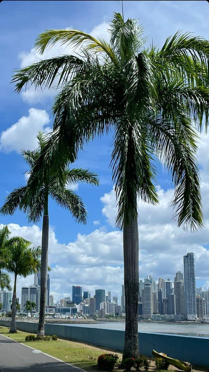 two palm trees on the side of a road with a city skyline in the background