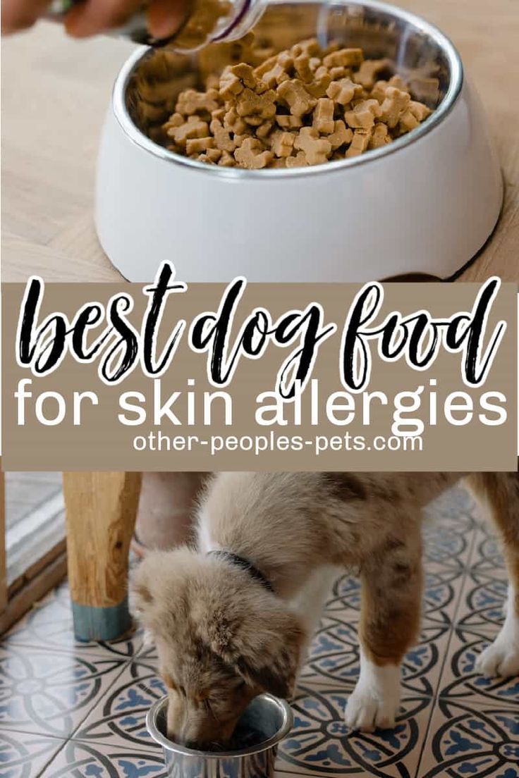 the best dog food for skin allergies is in a bowl and it's being fed