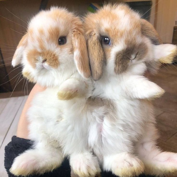 two rabbits are sitting on someone's lap and one is holding the other rabbit