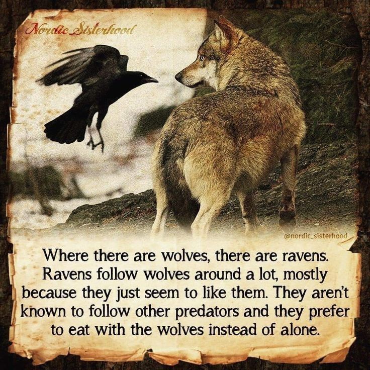 a wolf and a crow are facing each other