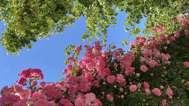 pink flowers are blooming on the side of a building with blue skies in the background