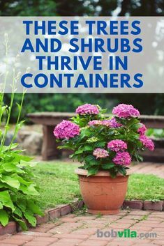 pink flowers in a pot on the ground with text overlay that reads these trees and shrubs thrvein containers