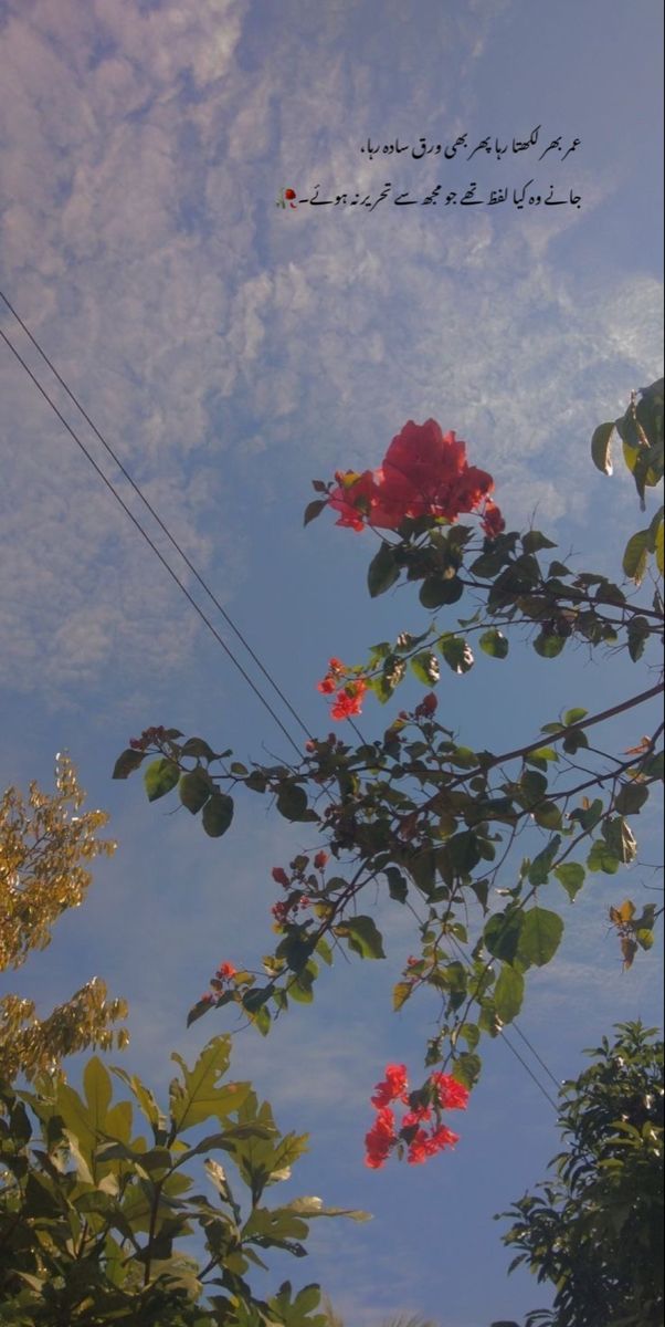 some red flowers are in the foreground and blue sky with clouds behind them,