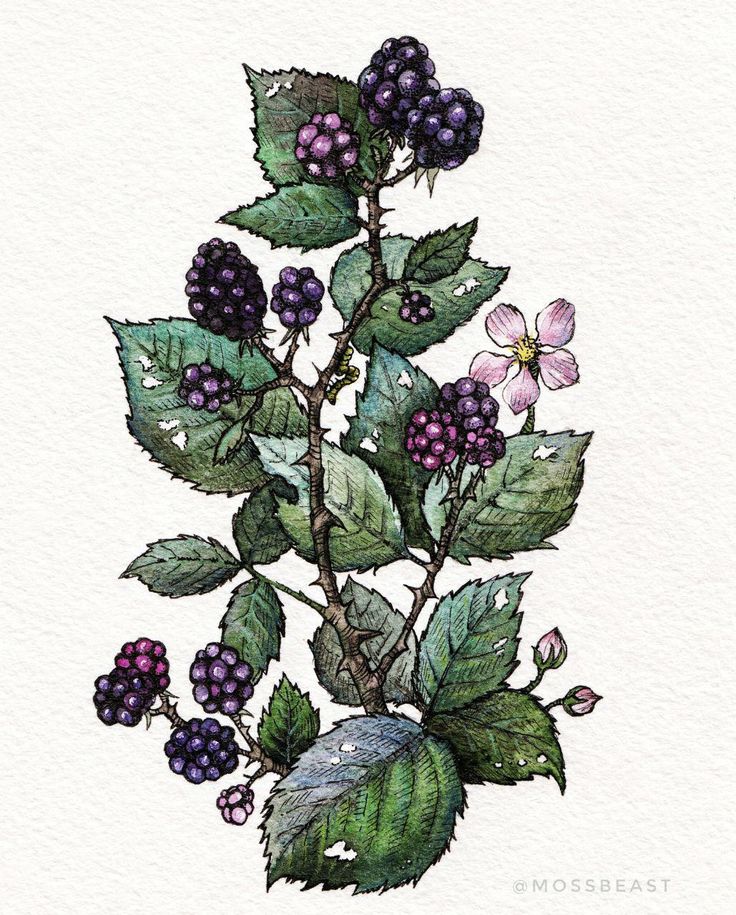 a painting of berries and leaves on a white background