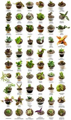 a poster with many different types of plants