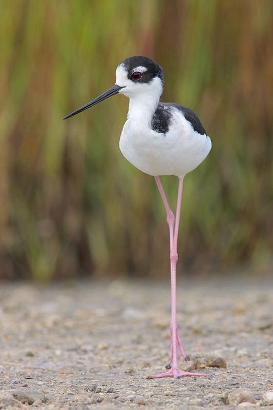 a small black and white bird with a long beak standing on the ground next to grass