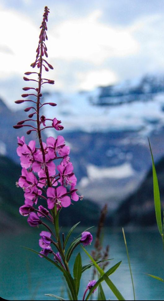 purple flowers are growing in the foreground with mountains and water in the back ground