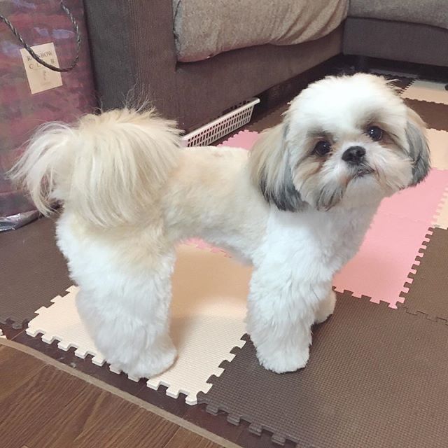 a small white dog standing on top of a floor