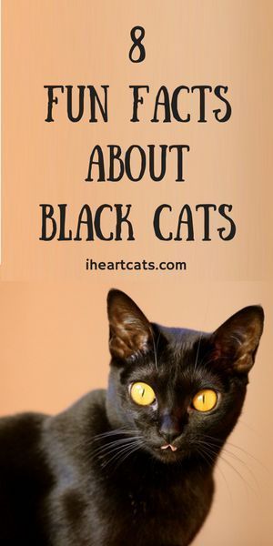 a black cat with yellow eyes and the words 8 fun fact about black cats on it