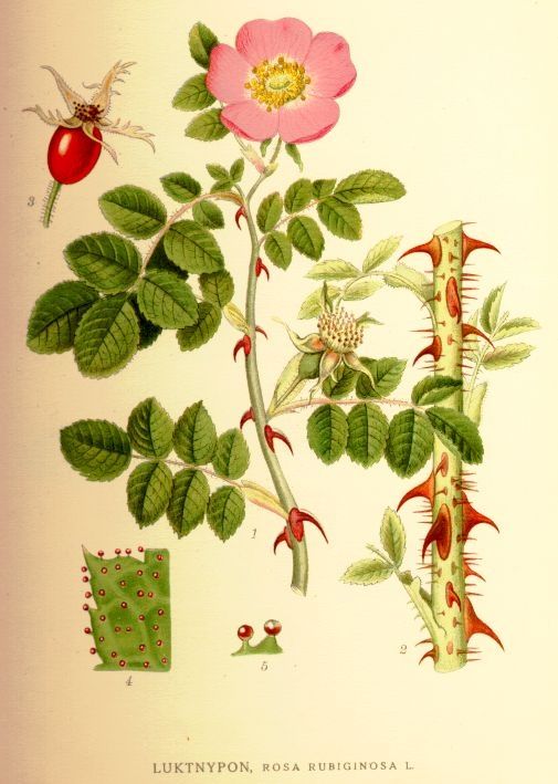 an image of a plant with flowers and bugs on it's stems, including a rose