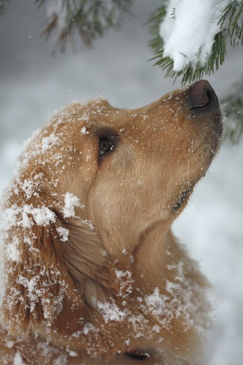 a brown dog standing in the snow next to a pine tree with snow on it's head