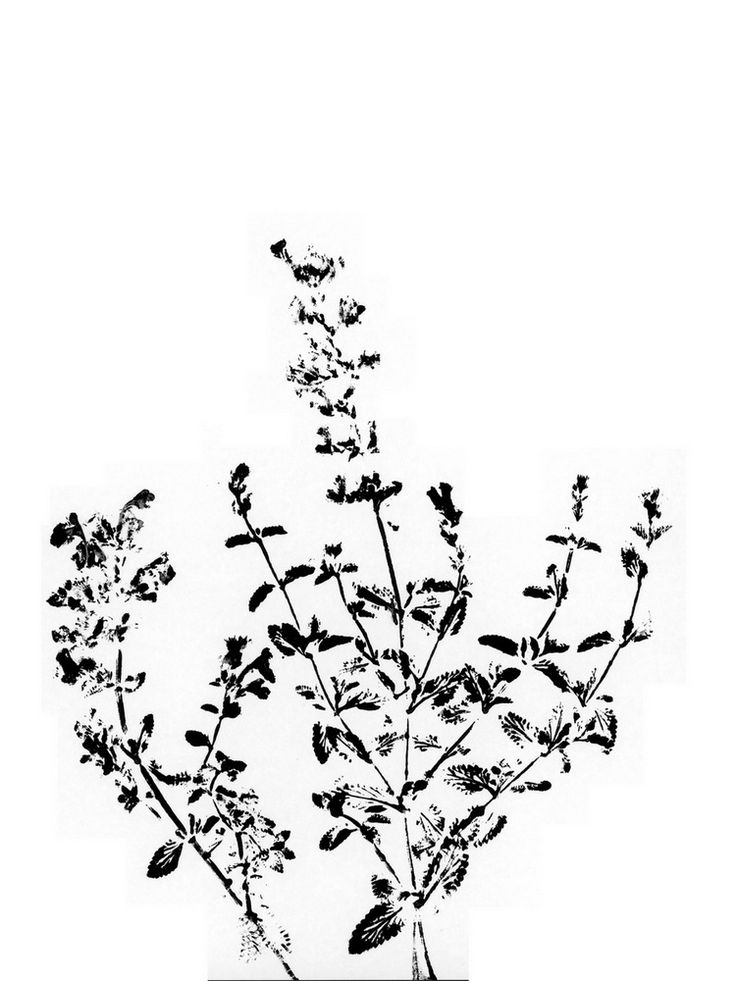 black and white photograph of flowers in a vase