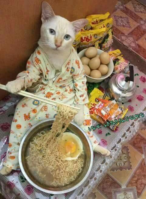 a white cat sitting on top of a table next to bowls of food and eggs