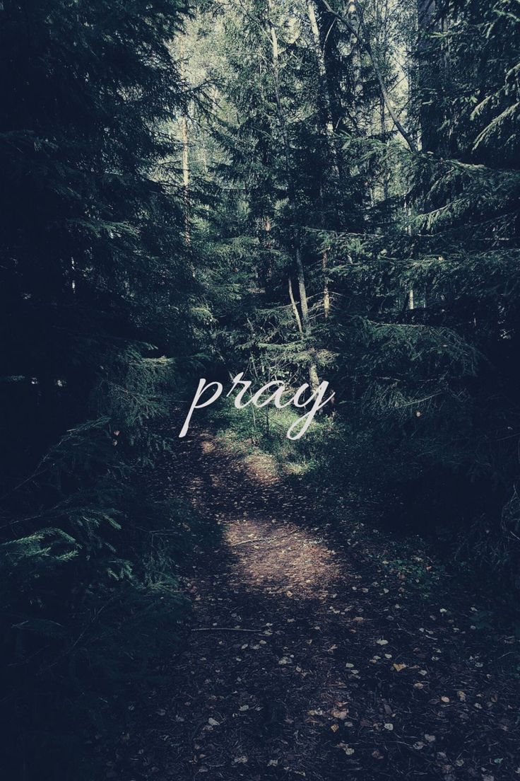 a path in the middle of a forest with trees on both sides that says pray