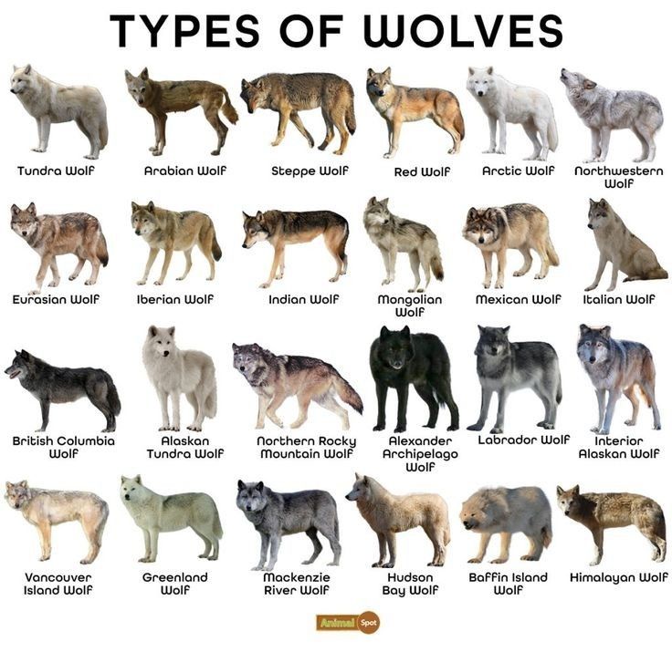 an image of different types of wolfs