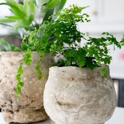 two potted plants sitting on top of a table