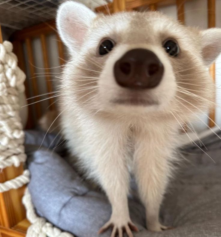 a small white animal standing on top of a bed next to a wooden crib