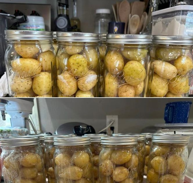 jars filled with potatoes sitting on top of a counter