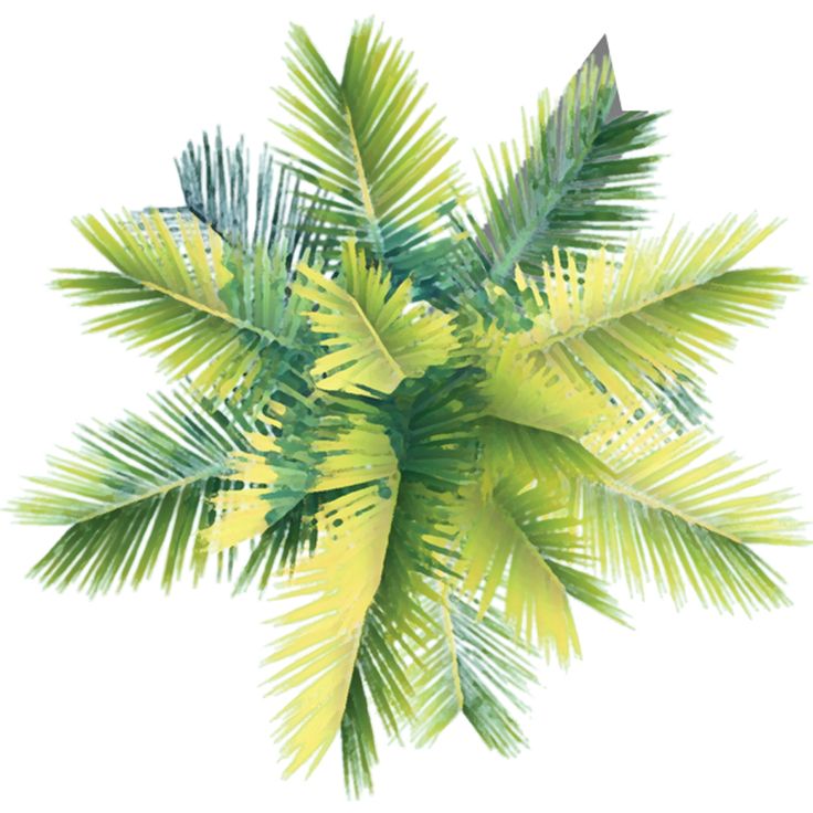 a palm tree with green leaves on a white background