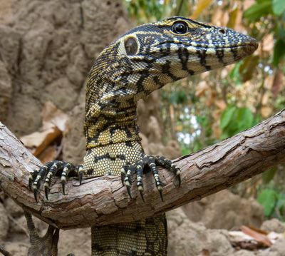 a large lizard sitting on top of a tree branch