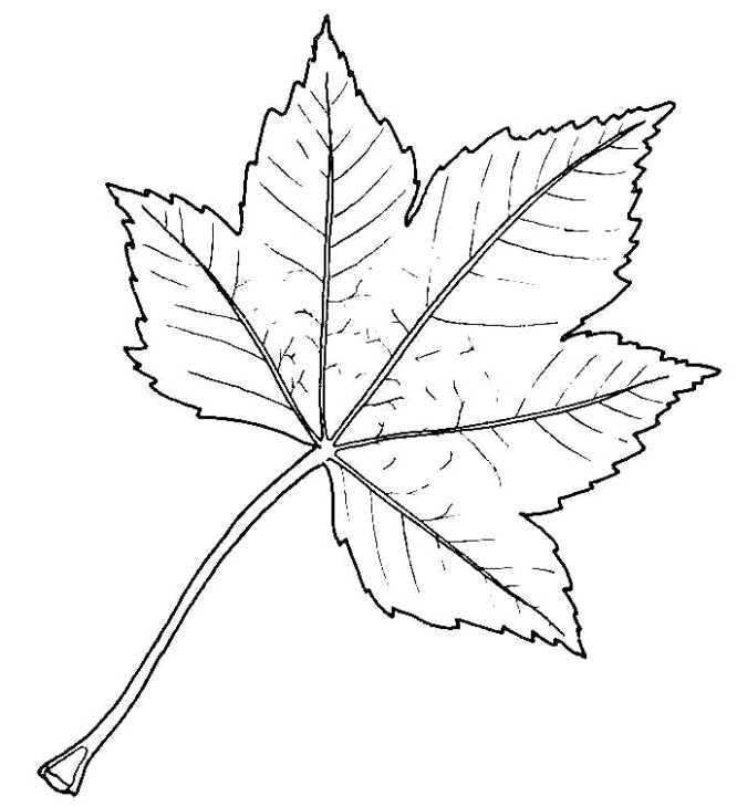 a maple leaf is shown in this black and white drawing, it appears to be an outline