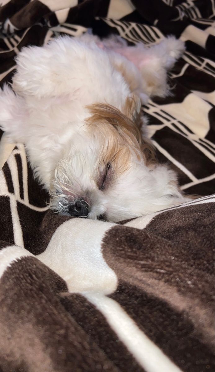 a small white dog laying on top of a bed covered in brown and white blankets