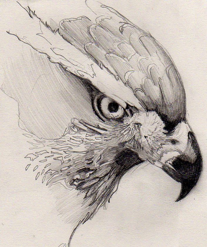 a pencil drawing of a bird's head