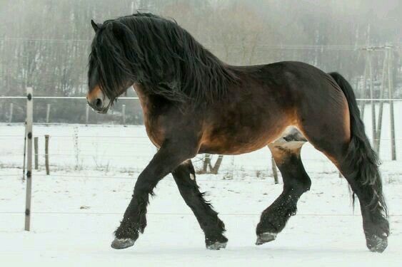 a horse running in the snow near a fence