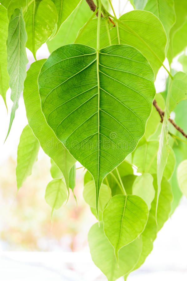 green leaves hanging from a tree branch in the sunlight royalty images and clippings