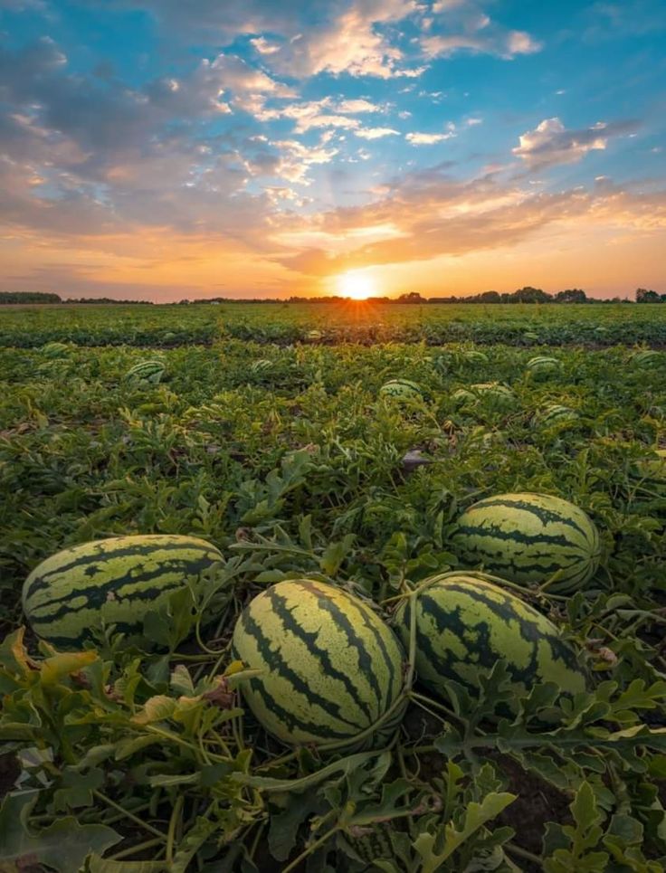 three watermelons sitting in the middle of a field at sunset, with the sun setting behind them