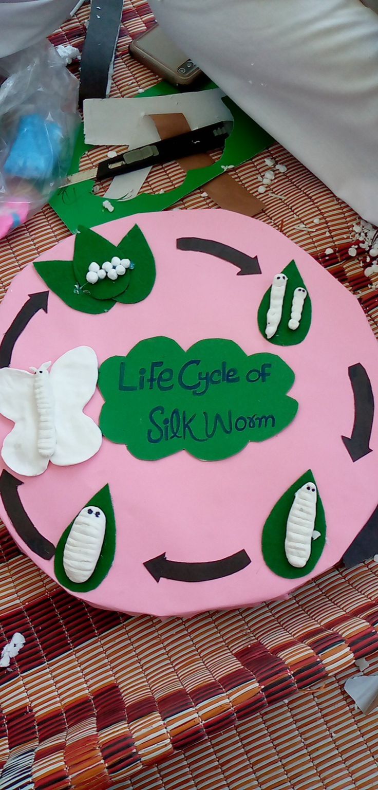 there is a cake that says life cycle of a silk worm on the table next to it