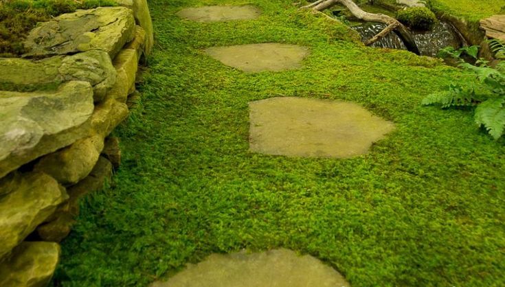 a stone path with moss growing on the sides and rocks in the middle that lead to a stream